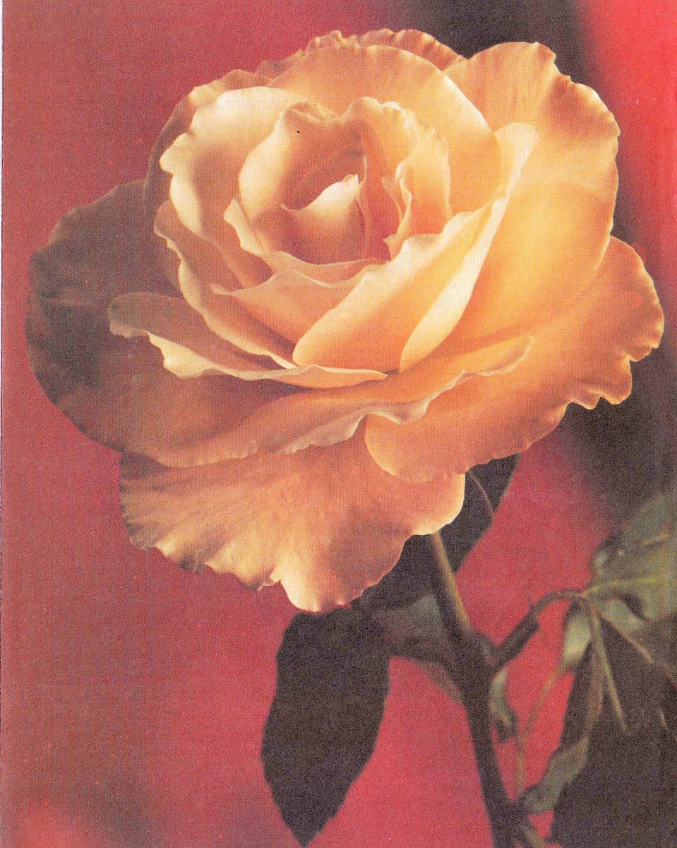 BESTER-Cecilia-Jacoba-1926-2003-F_01