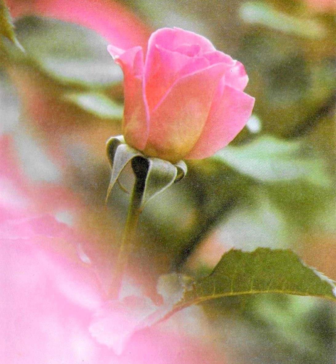 BLIGNAUT-Maria-Salomina-Nn-Salma-1939-1999-F_01