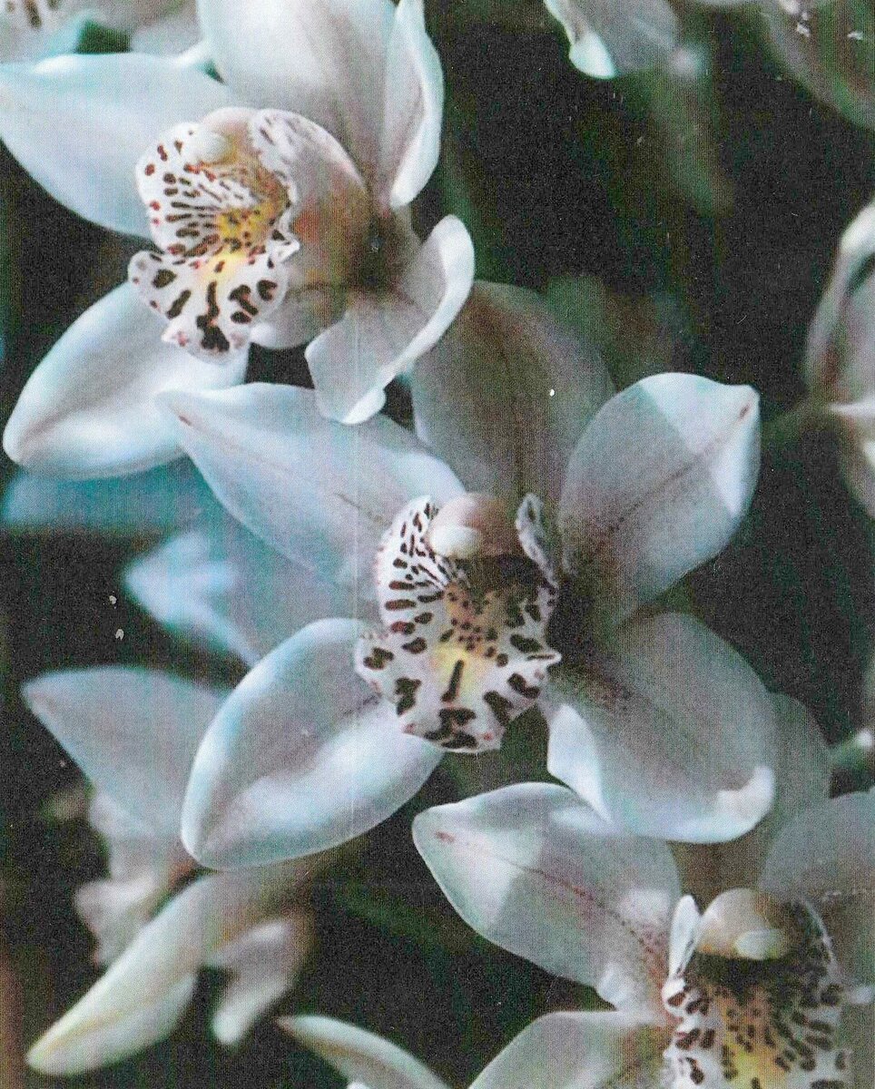 COETZEE-Anna-Maria-Nn-Anna-1933-2019-F_99