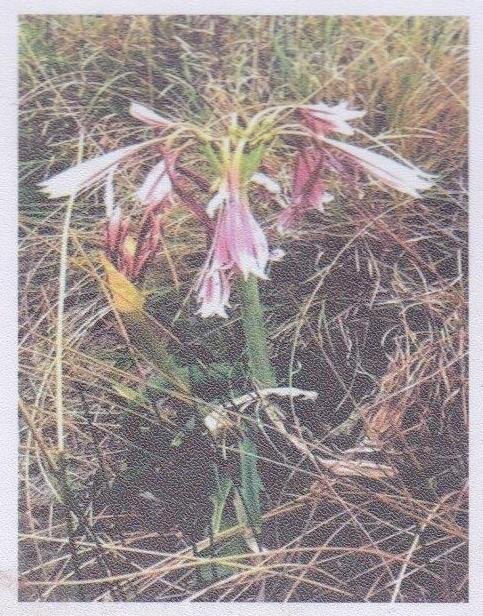 COETZEE-Izak-Johannes-Nn-Sakkie-1946-2017-M_94