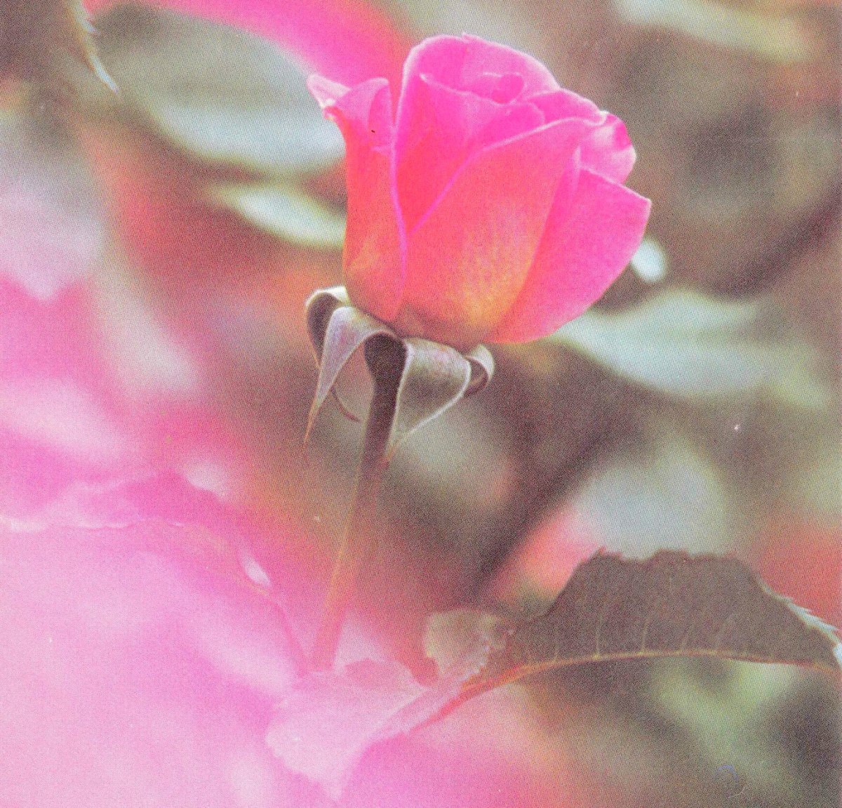 ELS-Eva-Dorothy-Catherine-1923-1990-F_01