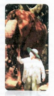 FERREIRA-Dulcie-Irene-1923-2016-F_4