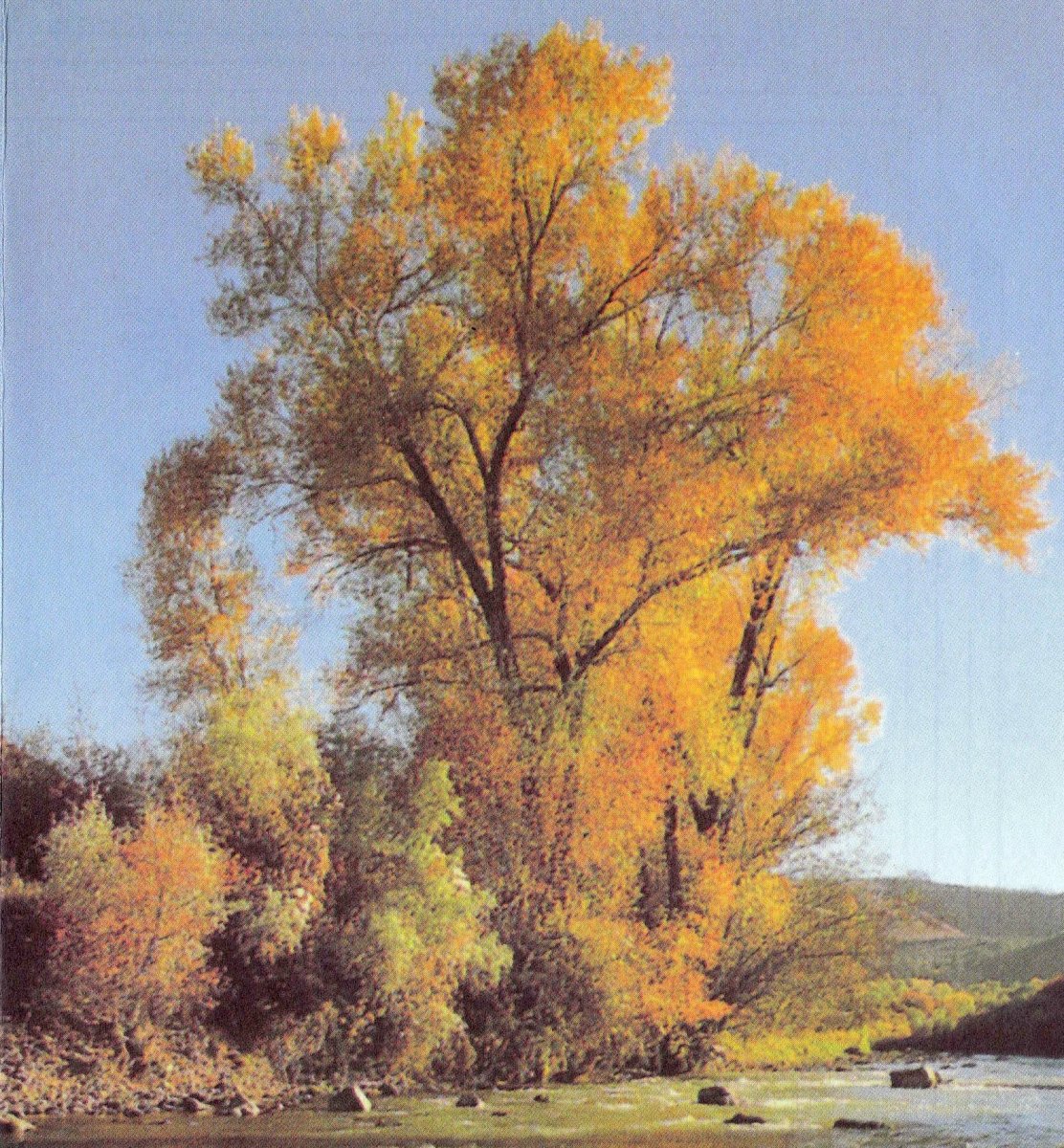 FOSTER-Jacobus-Abraham-1923-1998-M_01