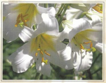 FOUCHÉ-Maria-Catharina-nee-Mulder-1912-1999-F_99