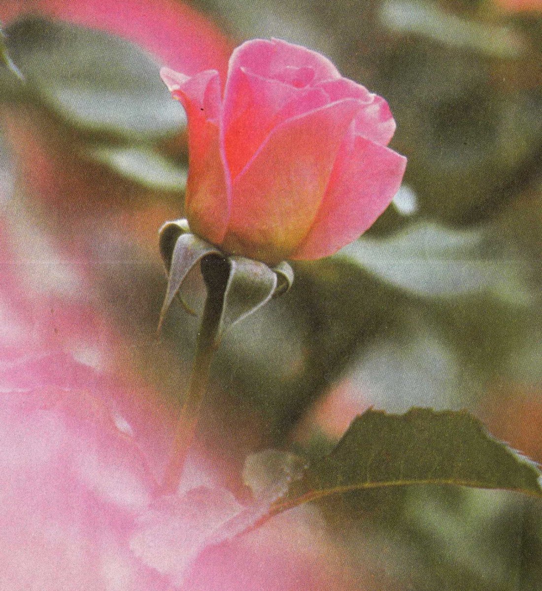 FOURIE-Johanna-Elizabeth-Francina-1900-1992-F_1