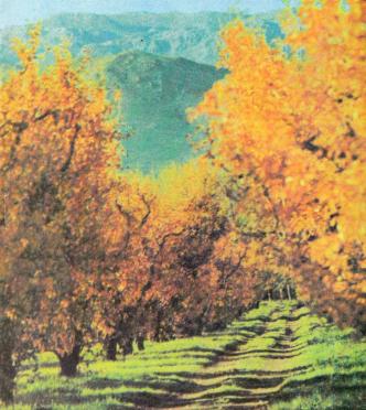 HONIBALL-Martiena-Cornelia-1931-1984-F