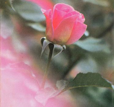 OLIVIER-Rosa-Cornelia-Nn-Rosa-nee-JanseVanVuuren-1910-1990-F