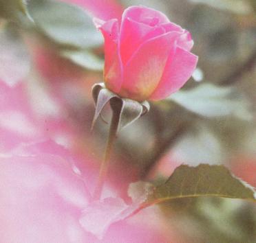 STEYN-Natasha-1988-1991-F