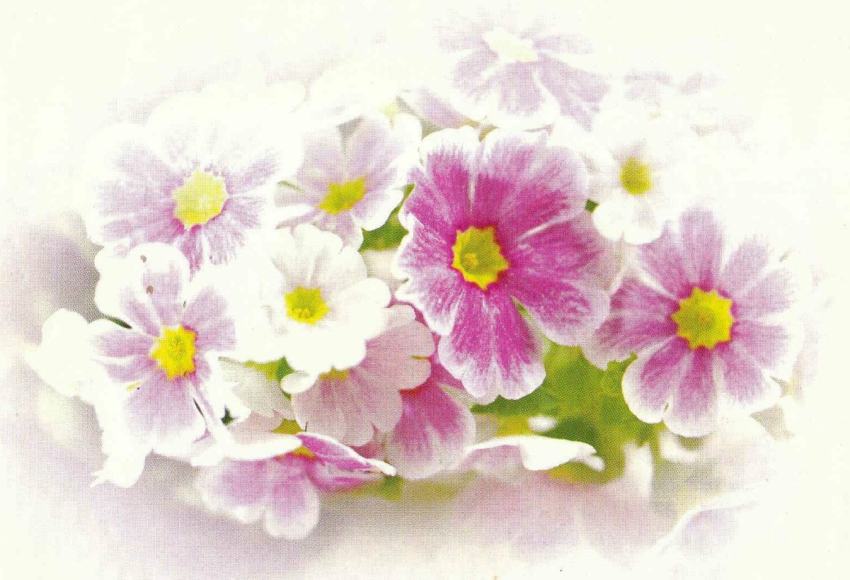 SWART-Wilhelmina-Gertruida-1914-1993-F_01