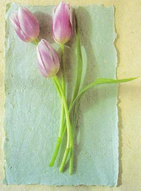 WALT-VAN-DER-Theunetta-Johanna-Nn-Theunetta-1945-2002-F